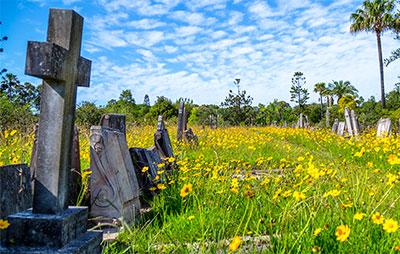 Gravestone in amongst yellow flowers in graveyard